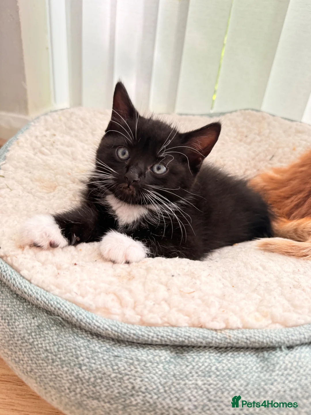 Mixed Breed cats for sale: Kittens for sale, mixed breed  in Cwmbran - Advert 7