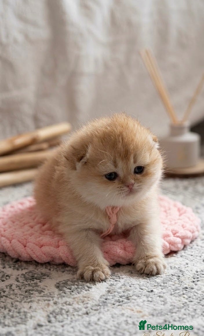 British Shorthair cats ✨Exclusive Golden BSH babies teddy bear type🧸✨ - Advert 2