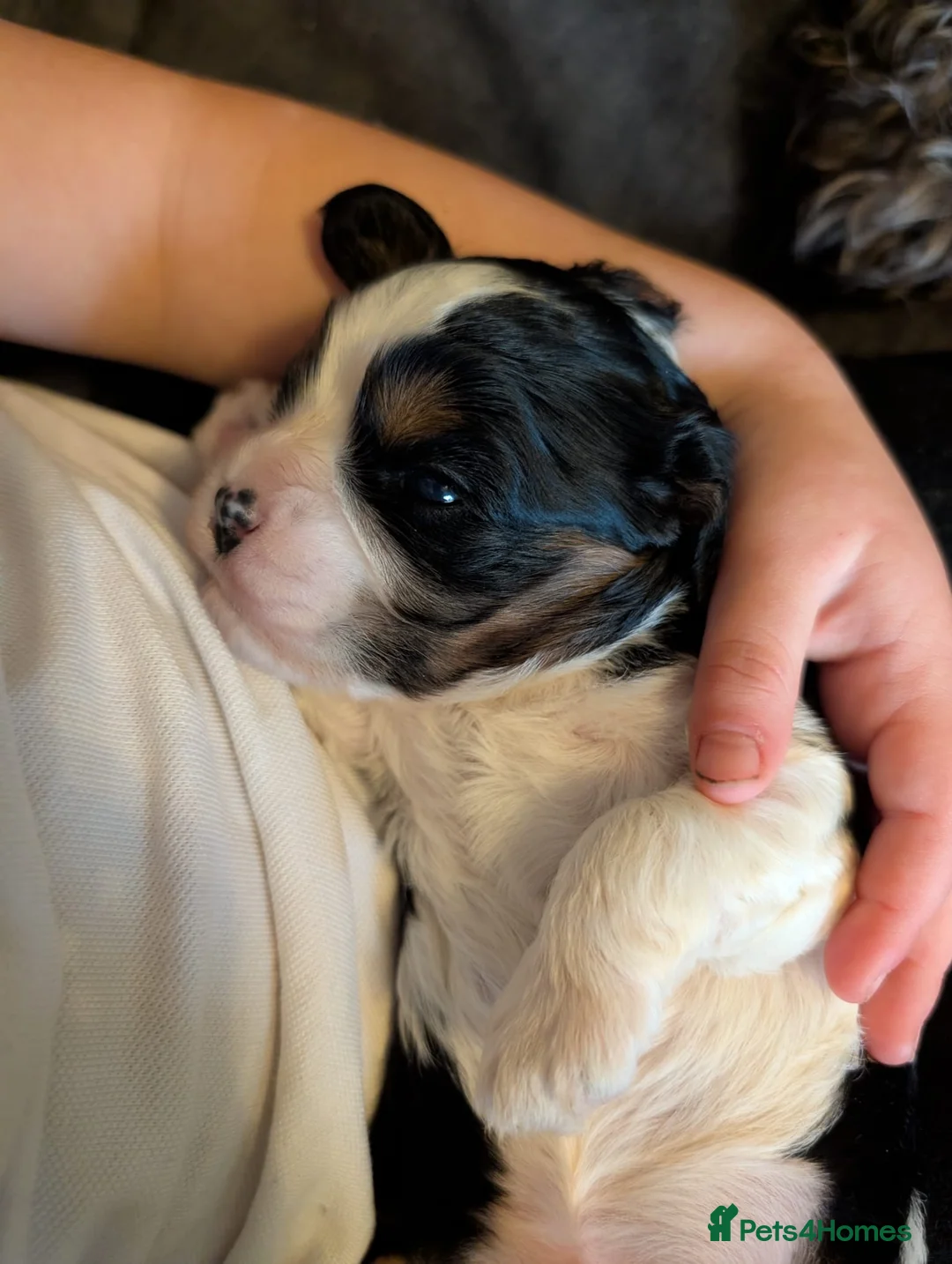 Cavapoo dogs for sale: Puppy - Advert 6