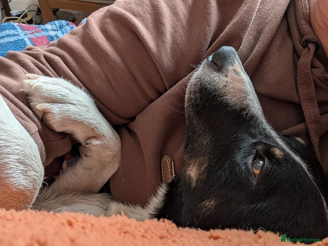 Border Collie dogs for sale: Looking For A New Home For Jack  in Derby - Advert 2