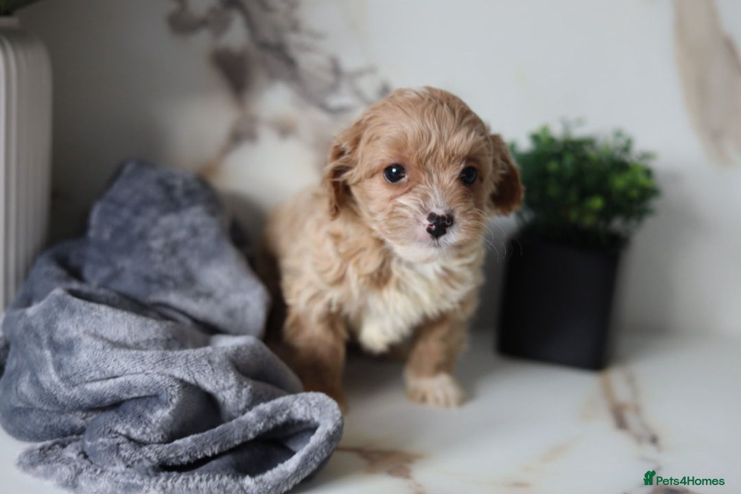 Cavapoo dogs for sale: F1 Cavapoos Ready 22nd December 🐾💕 - Advert 5