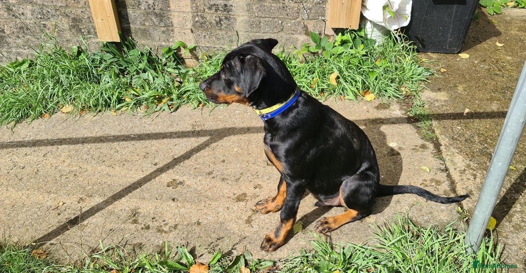 Rottweiler dogs for sale: Healthy Rottweiler puppies ready now  - Image 3
