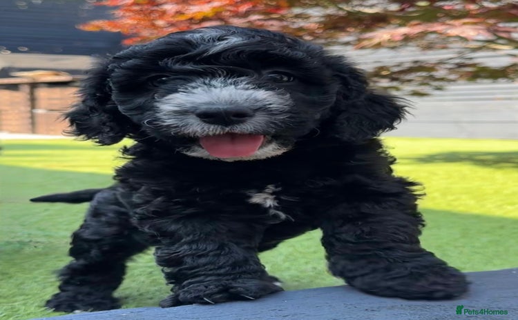 Cockapoo dogs - Advert 2
