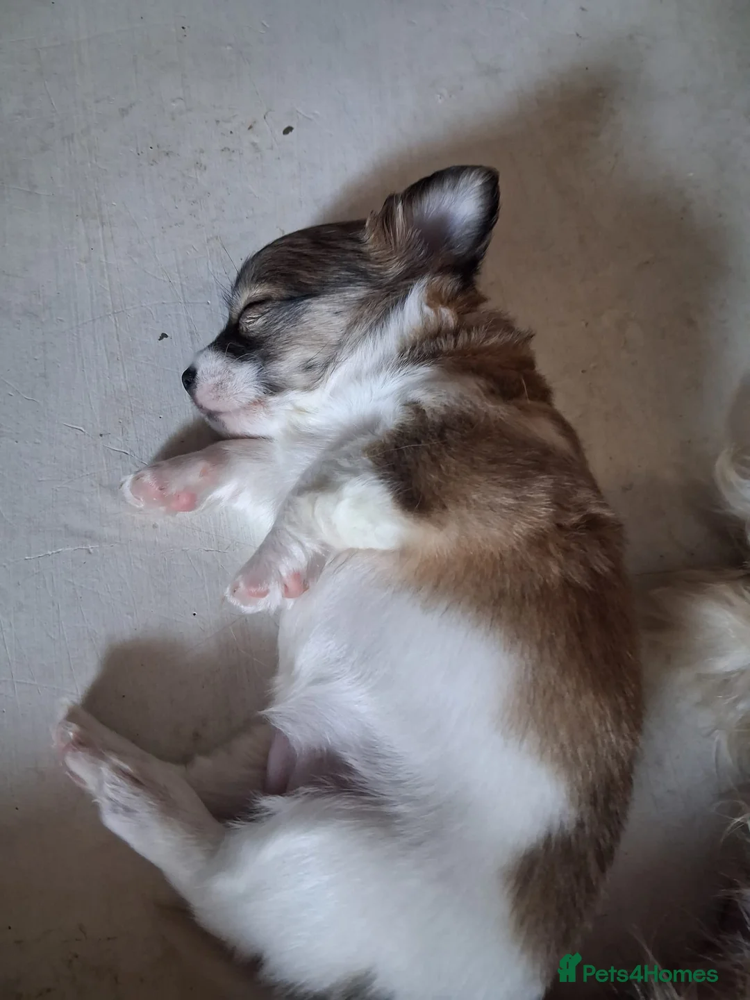 Lhasa Apso dogs for sale: Lhasa x yorkie - Advert 2