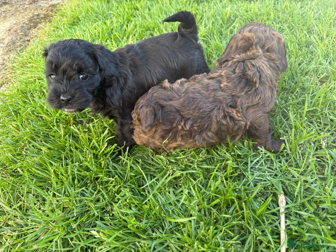 Havapoo dogs for sale: ADORABLE HAVAPOO PUPPIES HYPOALLERGENIC - Advert 8