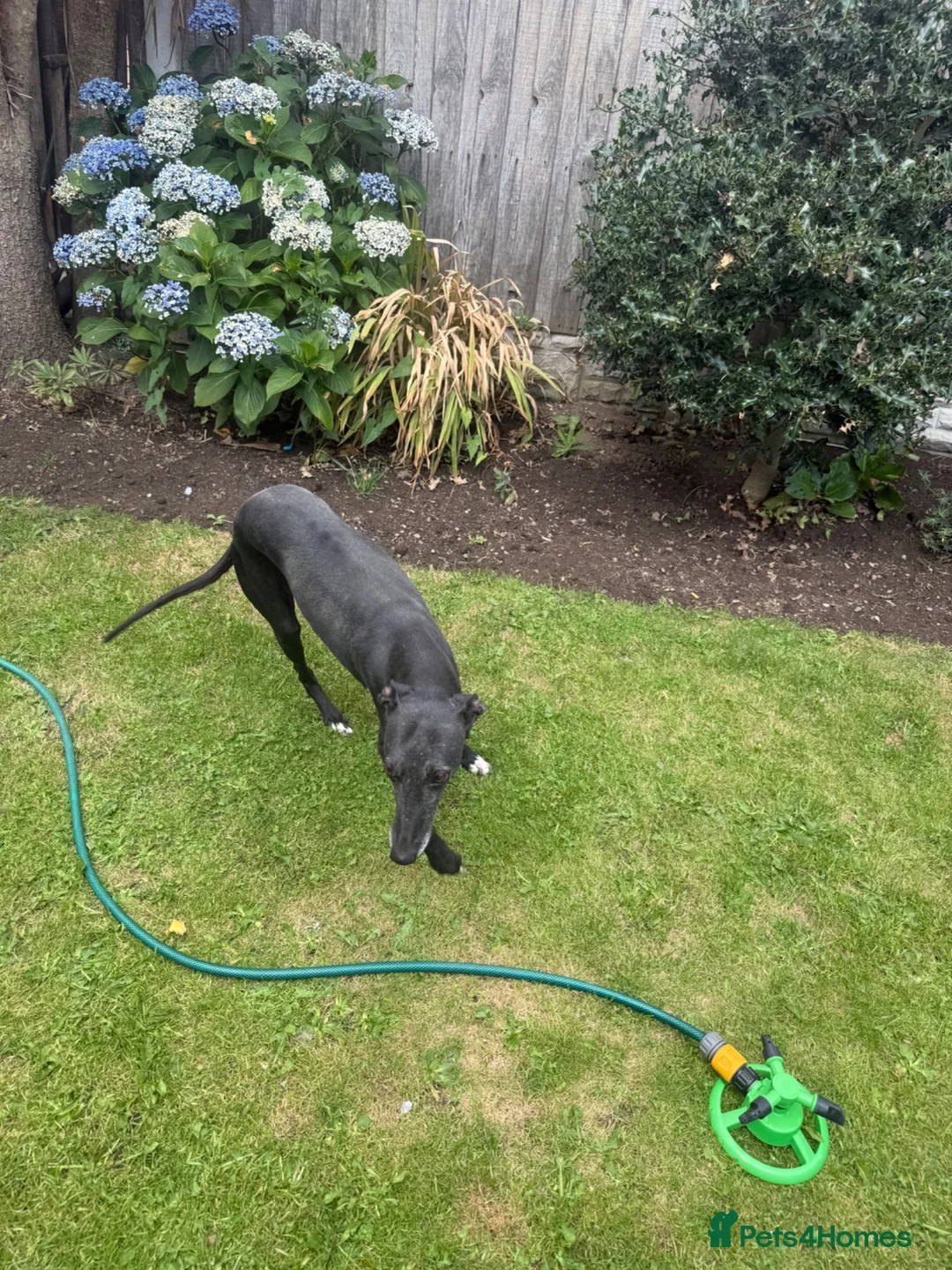 Mixed Breed dogs for sale: Bedlington whippet pups first cross READY TO GO - Advert 2
