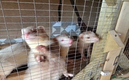 Ferret rodents for sale: ferret kits hobs and jills for sale - Image 12