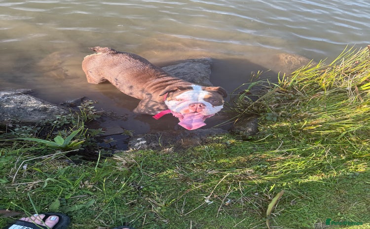 Olde English Bulldogge dogs - Advert 1