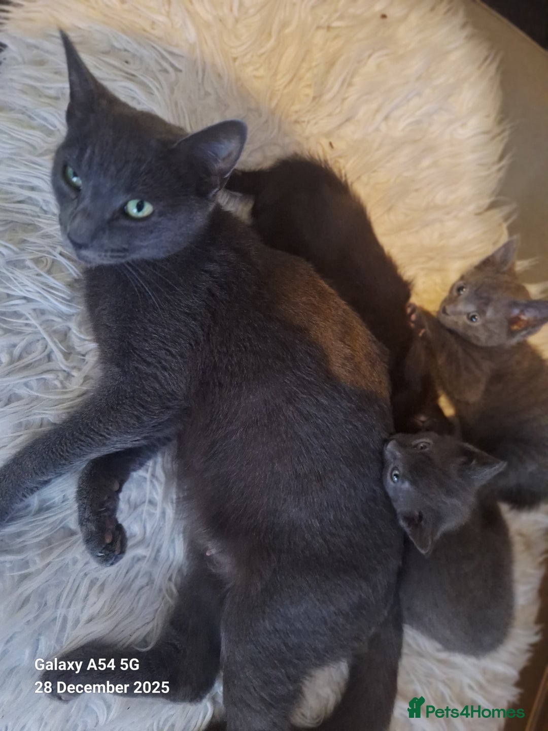British Shorthair cats for sale: Kittens for sale  - Advert 1