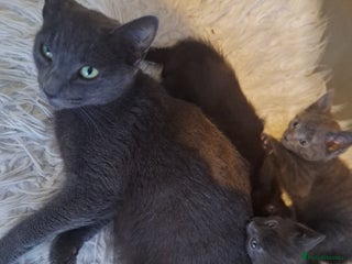 British Shorthair cats Kittens for sale - Advert 1