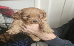Cockapoo dogs for sale: 5 lovely cuddly puppies - Image 9