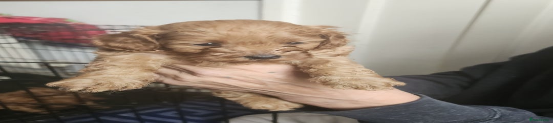 Cockapoo Puppy 2