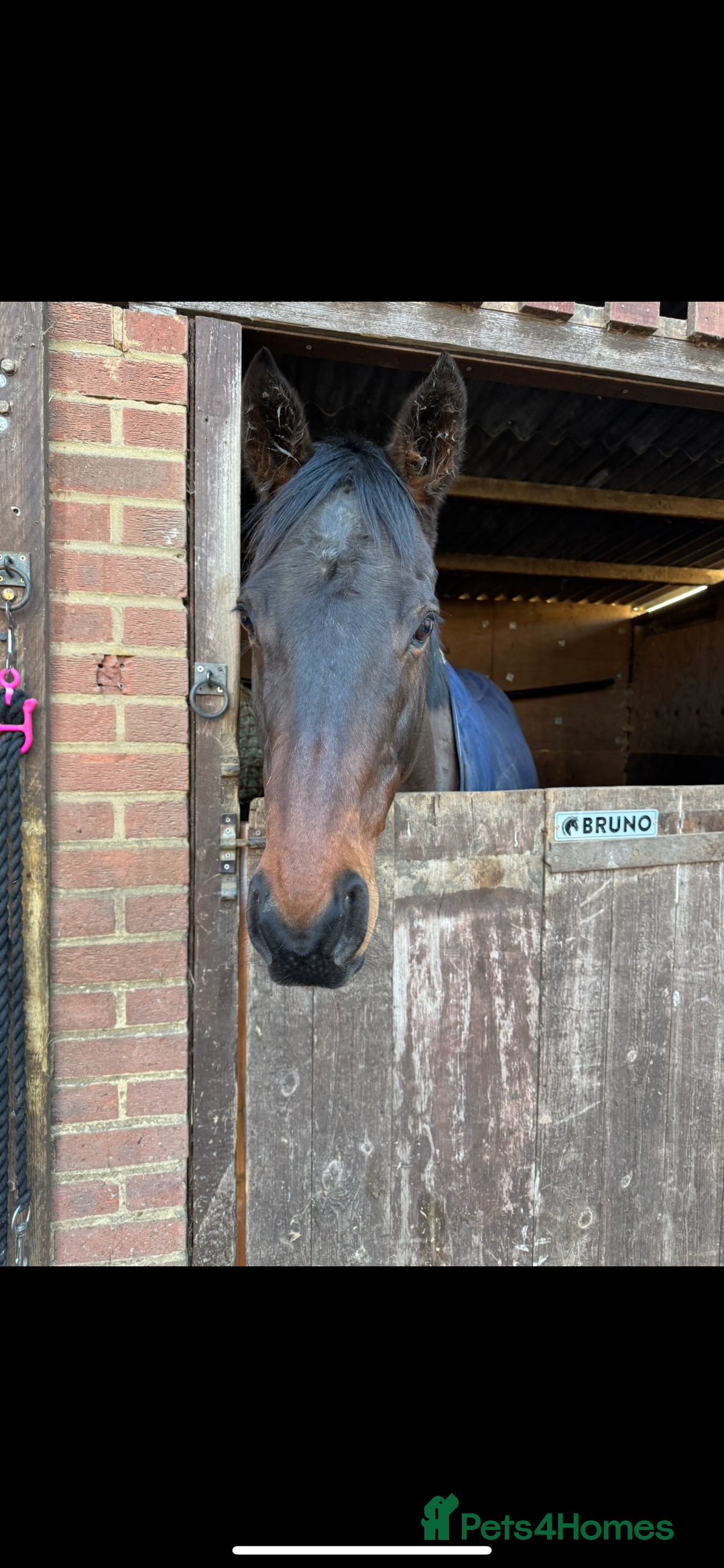 Irish Thoroughbred horses for sale: Bruno, lovely 16.2 gelding for sale  - Advert 8