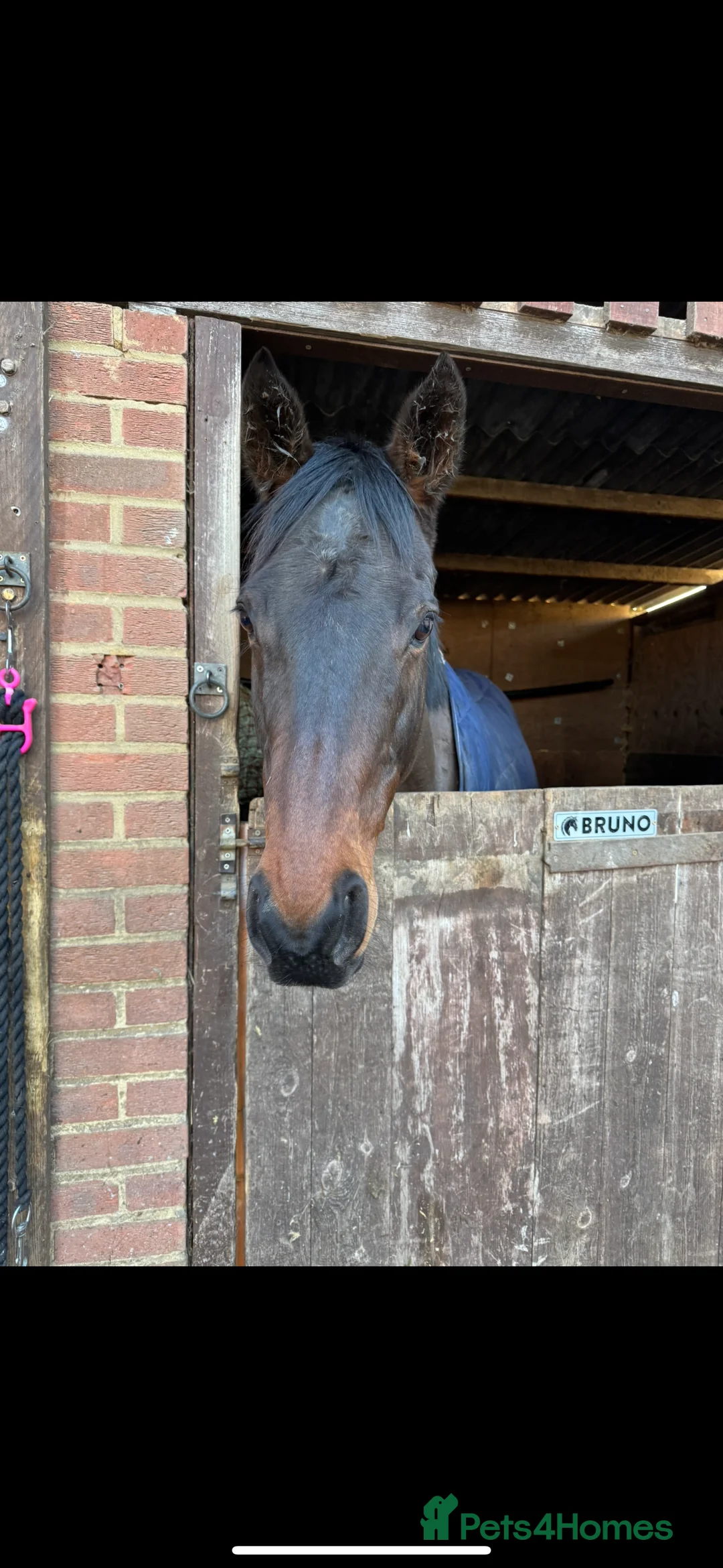 Irish Thoroughbred horses for sale: Bruno, lovely 16.2 gelding for sale  - Advert 8