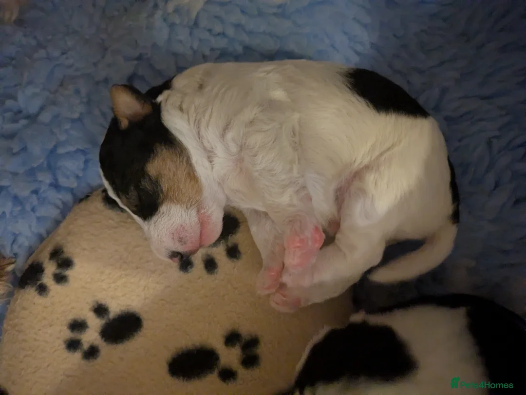 Fox Terrier dogs for sale: Beautiful KC litter of ( 3 boys )  in Wisbech - Advert 14