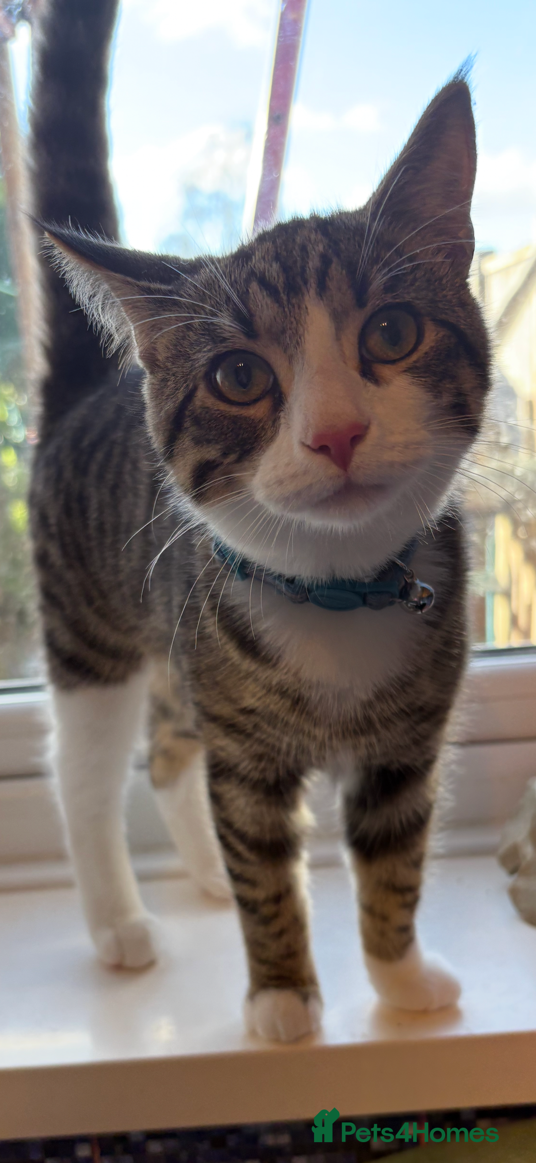 Domestic Shorthair cats for sale: Handsome 6 month old tabby and white male. - Advert 9