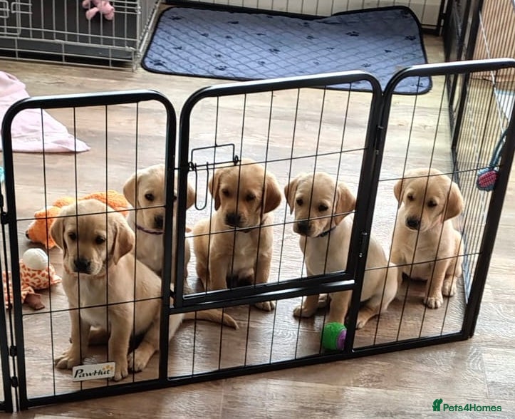 Goldador dogs Stunning Goldador puppies  - Advert 1