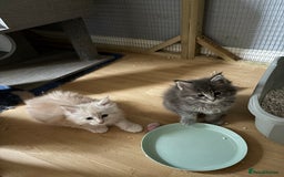 Maine Coon cats for sale: Maine coon kittens - Image 9