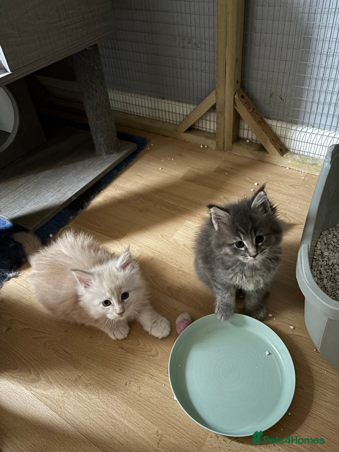 Maine Coon cats for sale: Maine coon kittens - Image 9