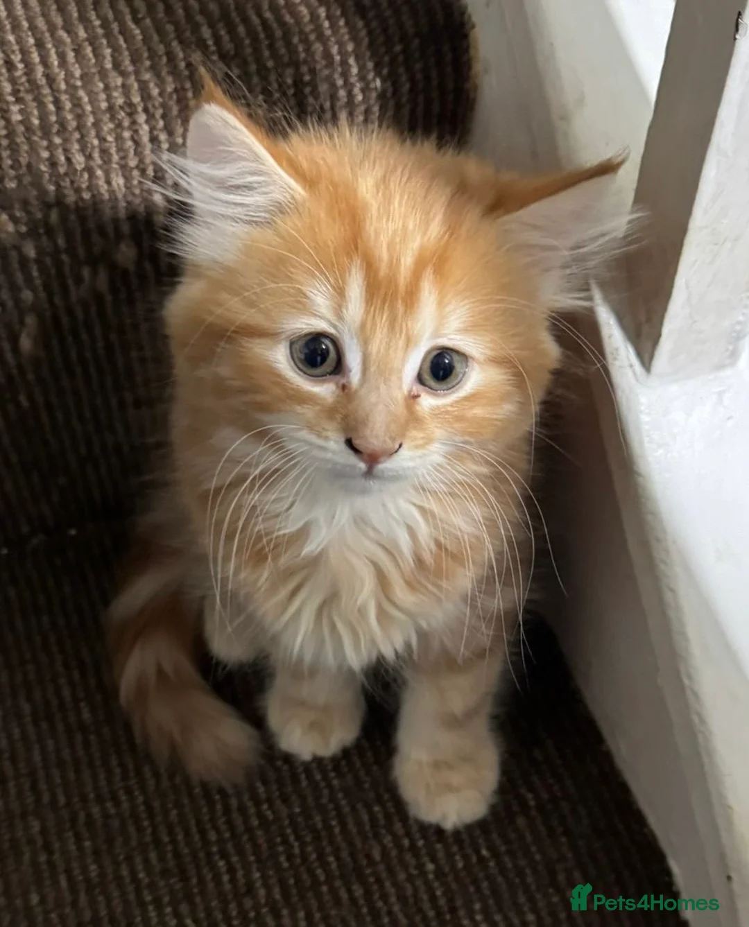 Mixed Breed cats for sale: Beautiful kittens  - Advert 2