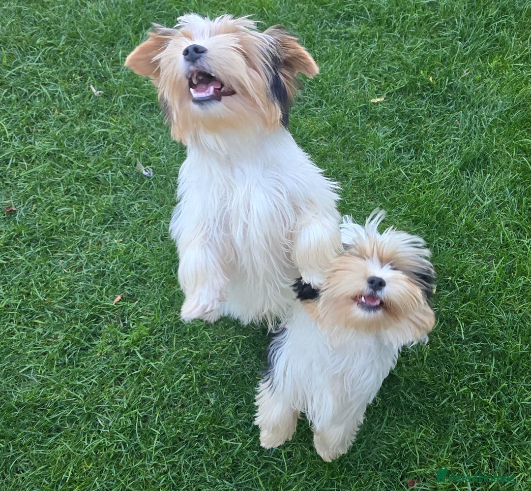 Biewer Terrier dogs for sale: BIEWER TERRIER - 2 BOYS - Image 9
