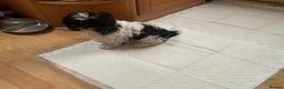 Shih Tzu dogs for sale: Shih Tzu puppies , ready to leave now - Advert 12