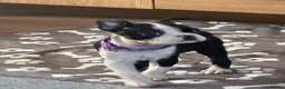 Boston Terrier dogs for sale: Boston Terrier KC Reg 1 Girl ready to go 1950  - Advert 32