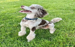 Cockapoo dogs for sale: Stunning f1 show cockapoos  - Image 10
