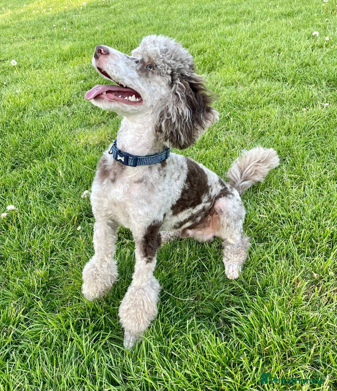 Cockapoo dogs for sale: Stunning f1 show cockapoos  - Image 10