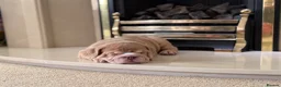 English Bulldog dogs for sale: English Bulldog Puppies  - Advert 4