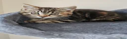 Mixed Breed cats for sale: ❤️ Bengal Tortoiseshell mix litter of 3 Girls ❤️  - Advert 4