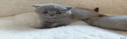 British Shorthair cats for sale: 💙 Gorgeous British Shorthair Blue Kittens 💙 - Advert 11