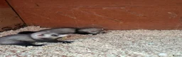 Ferret rodents for sale: Ferret kits - Advert 6