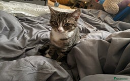 Mixed Breed cats for sale: Tabby Boy for New Home  - Image 1