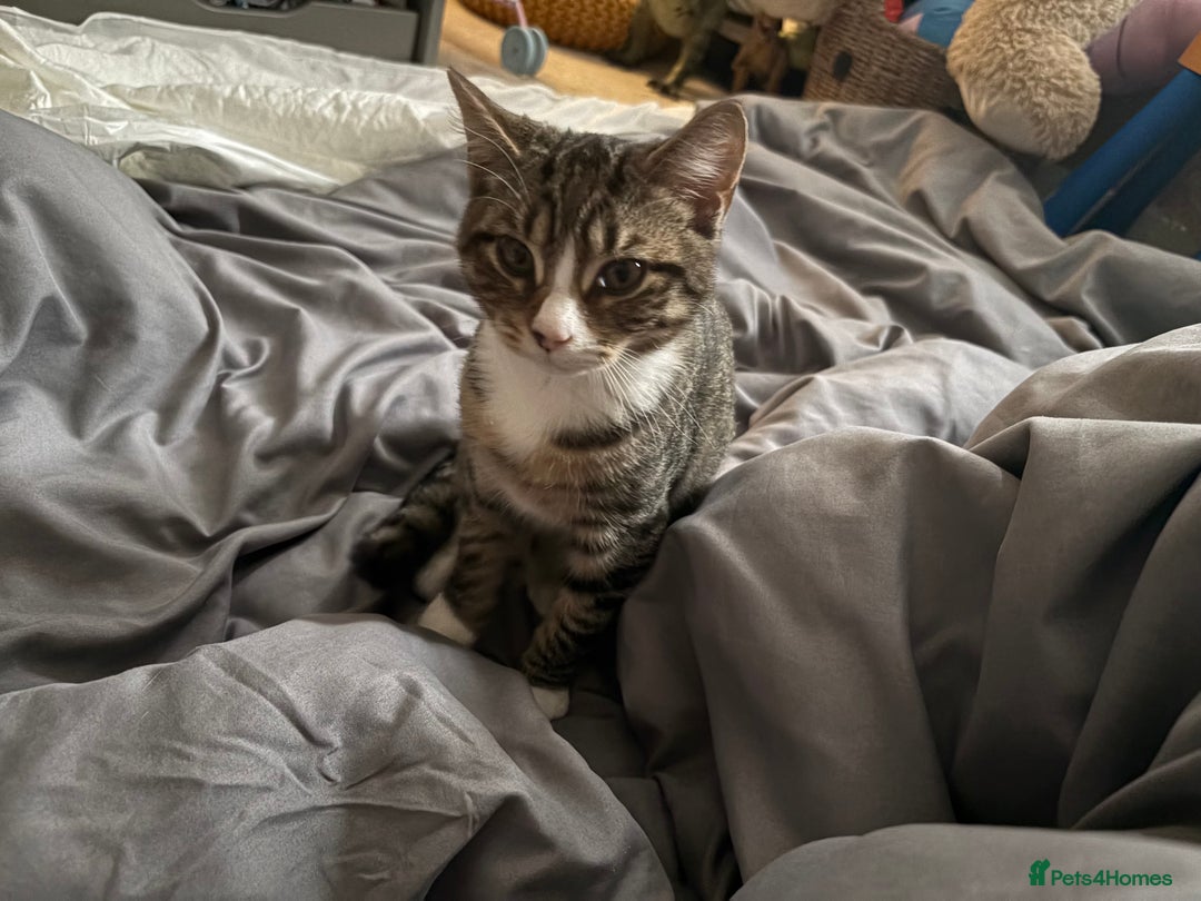 Mixed Breed cats for sale: Tabby Boy for New Home  - Image 1
