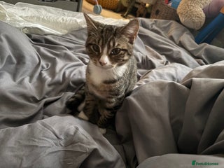 Mixed Breed cats - Advert 25