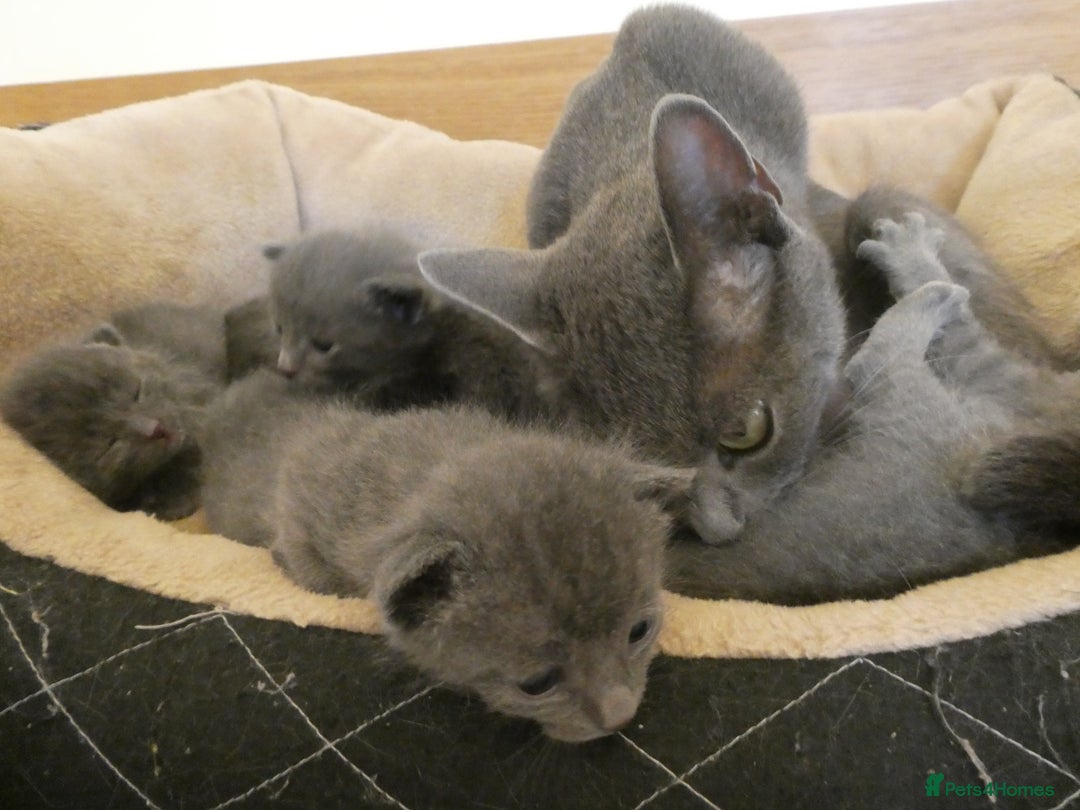 Russian Blue cats for sale: Pure Russian Blue kittens 2 Girls 1 boy left - Image 8