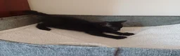 Mixed Breed cats for sale: Beautiful kittens😍😍😍😍😍 - Advert 13