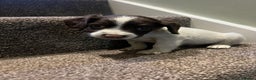 English Springer Spaniel dogs for sale: Lovely litter of puppies  - Advert 4