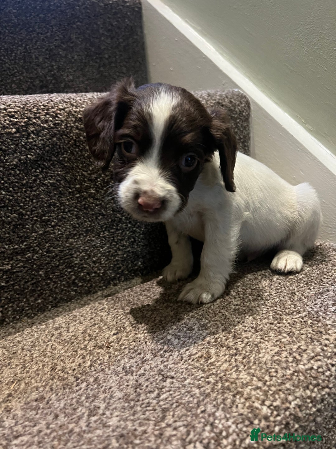 English Springer Spaniel dogs for sale: Lovely litter of puppies  - Advert 4