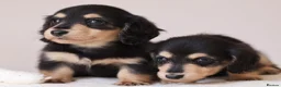 Miniature Dachshund dogs for sale: 5*Licensed+KCreg+PRAClear+Vetchecked+BLACK&CREAM - Advert 23