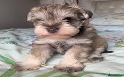 Miniature Schnauzer dogs for sale: KC BVA/MAC Chocolate Pepper Mini Schnauzers - Image 8