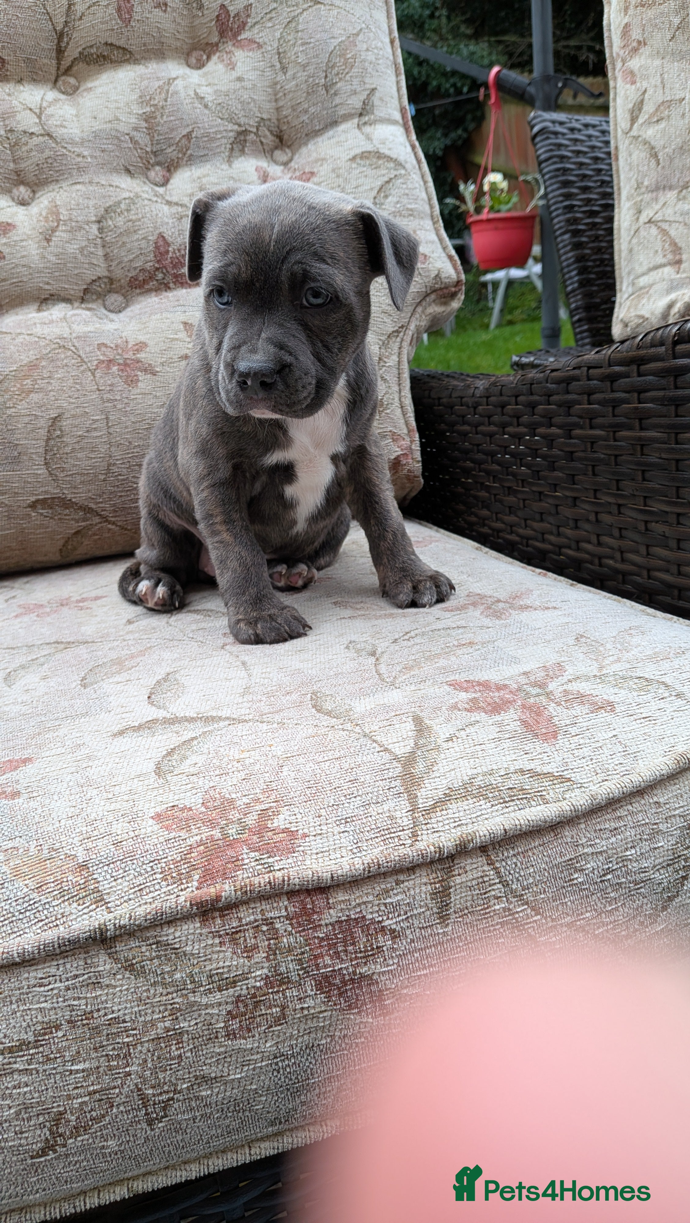 Staffordshire Bull Terrier dogs Staffordshire bull terrier blue brindle puppies  - Advert 1