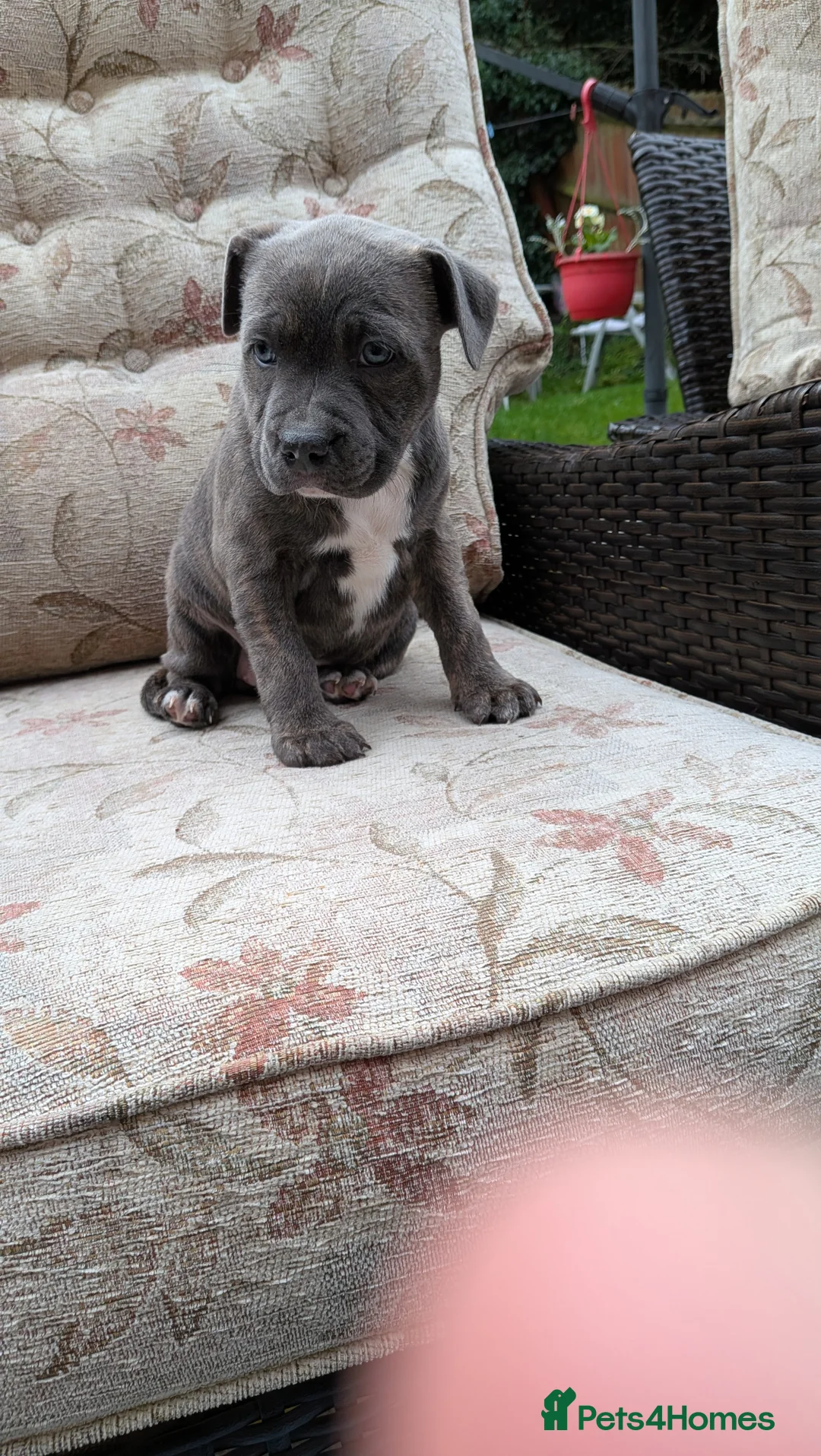 Staffordshire Bull Terrier dogs for sale: Staffordshire bull terrier blue brindle puppies  - Advert 1