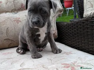 Staffordshire Bull Terrier dogs Staffordshire bull terrier blue brindle puppies - Advert 5
