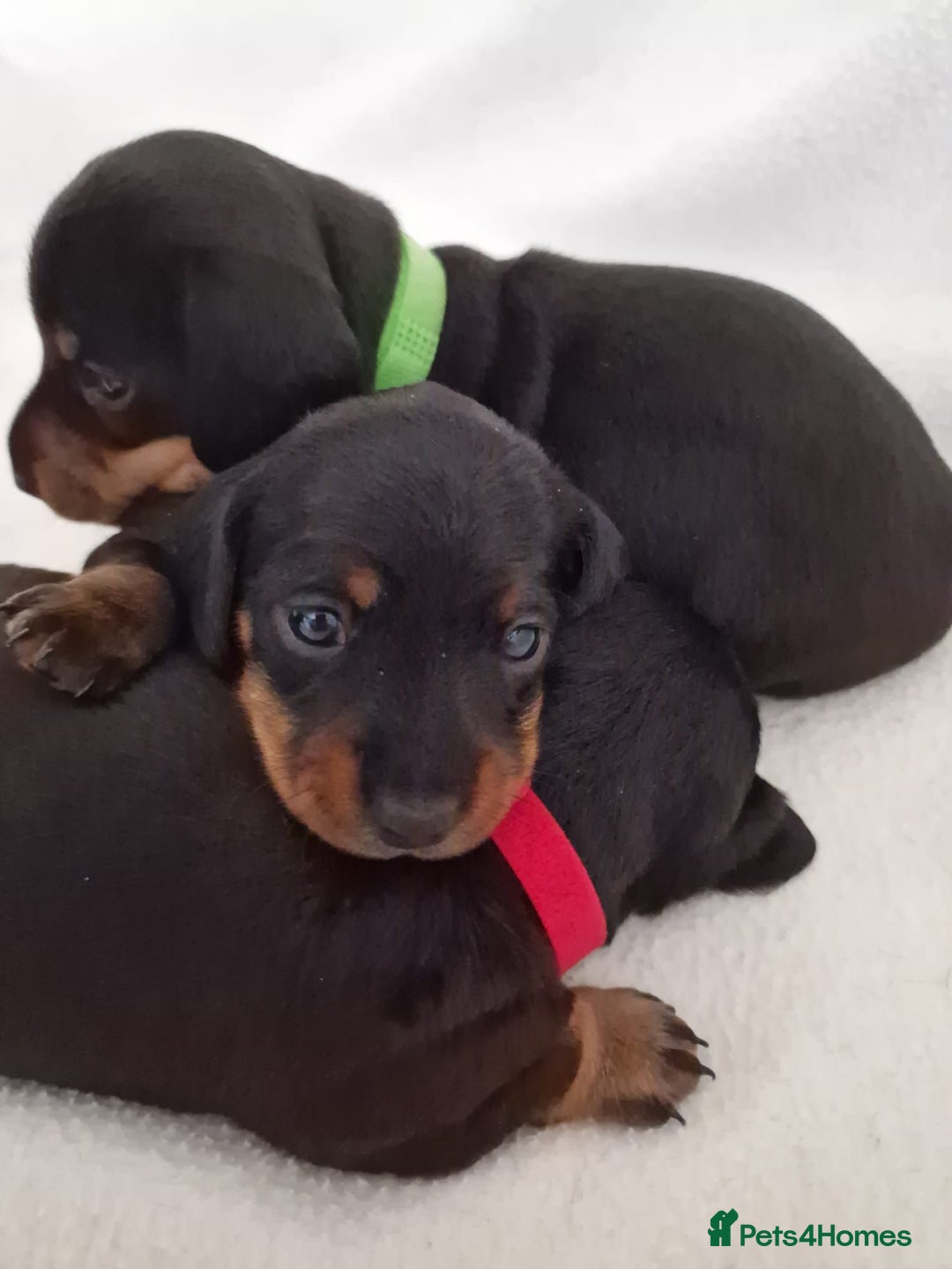 Miniature Dachshund dogs for sale: Beautiful black & tan miniature Dachshund puppies - Image 20