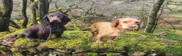 Cocker Spaniel dogs for sale: Stunning Working Cocker Spaniel Pups - Advert 7