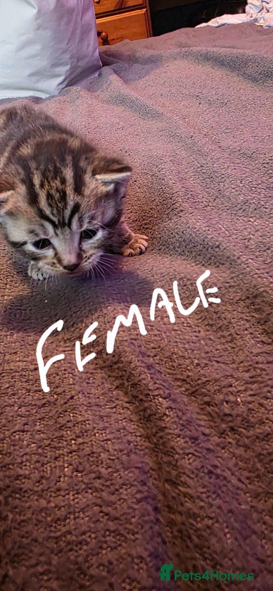 Mixed Breed cats 3 beautiful kittens  - Advert 18