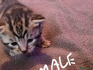 Mixed Breed cats 3 beautiful kittens - Advert 18