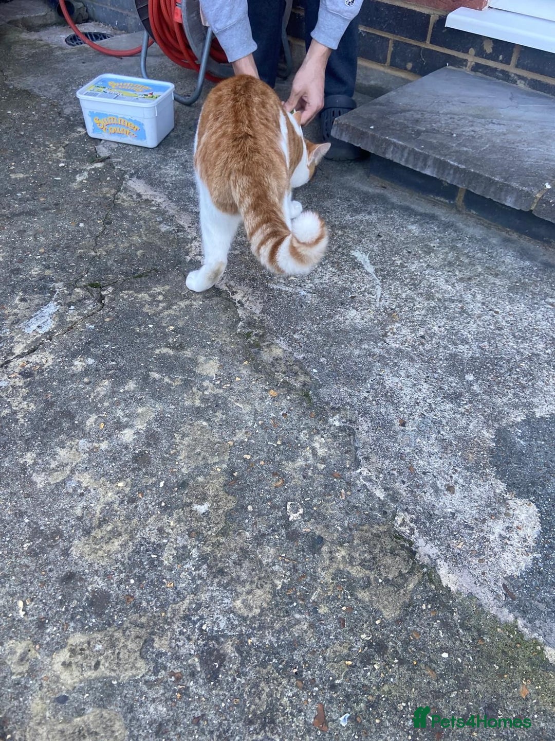 Mixed Breed cats for adoption: Thomas - Advert 2